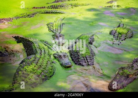 Una palude è piena di alligatori che nuotano attraverso le anatre al Gulf Coast Gator Ranch and Tours, 12 giugno 2021, a Moss Point, Mississippi. Foto Stock