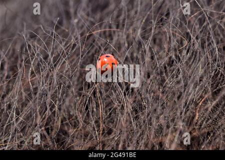 Ladybuck nella pelliccia di un cavallo nero da vicino Foto Stock