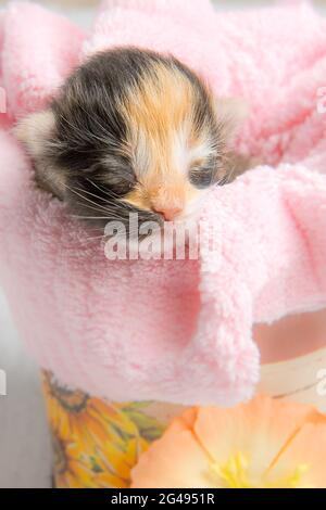 Ritratti dei gatti che ho conosciuto nel corso degli anni Foto Stock