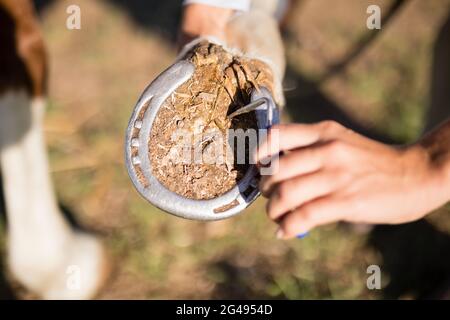 Mano tagliata del veterinario femmina che esamina il cerchio di cavallo Foto Stock