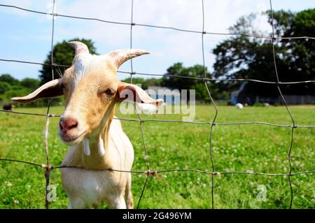 Ritratto di una capra. Foto Stock