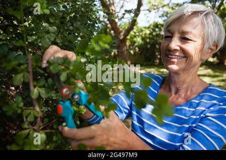 Sorridente donna senior rifilatura piante con cesoie potatrici Foto Stock