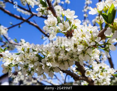 Bellissimi fiori bianchi di prugna nella primavera contro il cielo blu Foto Stock