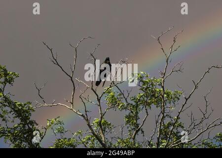 Un corvo siede sul ramo superiore come re delle cime dell'albero Foto Stock