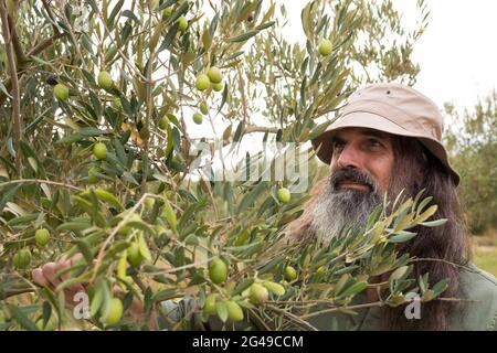 Uomo che osserva le olive sulla pianta Foto Stock