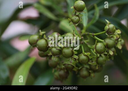 Golden Penda anche conosciuto come Xantostemon crisanthus gemme primo piano Foto Stock