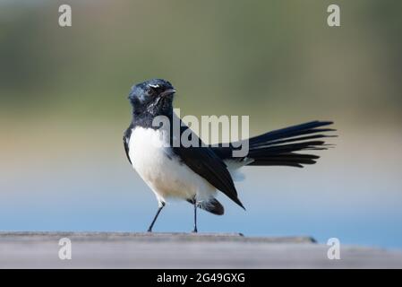 Willie Wagtail Foto Stock