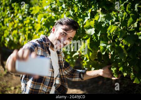 Uomo felice che prende selfie con uve che crescono su piante Foto Stock