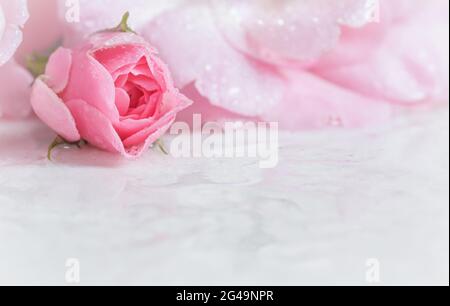 Bella rosa con gocce d'acqua su marmo bianco. Può essere utilizzato come sfondo. Messa a fuoco morbida. Stile romantico Foto Stock