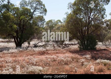 Cobar Australia, paesaggio rurale entroterra con fiori selvatici di primavera Foto Stock