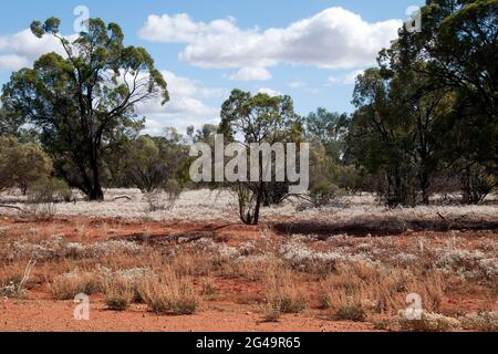 Cobar Australia, paesaggio rurale entroterra con fiori selvatici di primavera Foto Stock