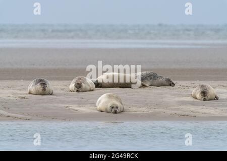 Una colonia di foche comuni crogiolarsi al sole su una barra di sabbia nella Danimarca occidentale Foto Stock