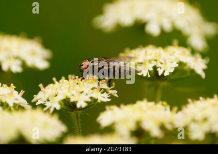 Una carne femminile fly si nutre di fiori delle alghe comuni in Volkspark Niddatal in un giorno cupo. Scatto macro. Foto Stock