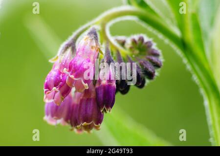 Fiori del comune comfrey dopo una doccia a pioggia in un prato fiorito in un parco. Primo piano Foto Stock