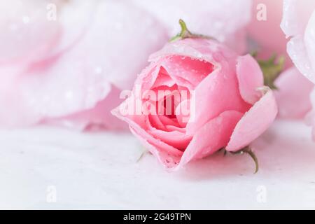 Bella rosa con gocce d'acqua su marmo bianco. Può essere utilizzato come sfondo. Messa a fuoco morbida. Stile romantico Foto Stock