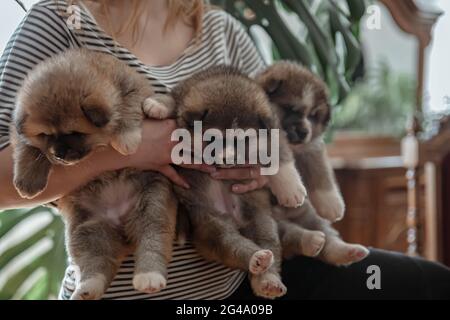 Il proprietario tiene tre piccoli cuccioli soffici nelle sue braccia. Foto Stock