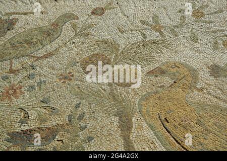 Mosaico con uccelli, Ville Romane, Cartagine Foto Stock