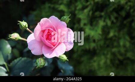 Bella rosa rosa Bonica con boccioli in giardino Foto Stock