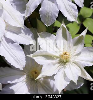 Messa a fuoco morbida, sfondo floreale astratto, fiore Clematis bianco. Macro fiori sfondo per il design del marchio per le vacanze Foto Stock