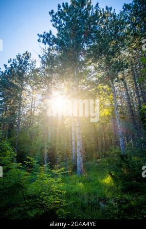 Podere Montebello, Modigliana, Forlì, Emilia Romagna, Italia, Europa. Foto Stock