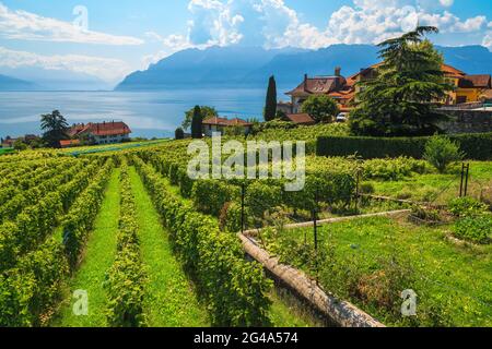 Scenario spettacolare con vigneti e lago di Ginevra sullo sfondo, Rivaz, Cantone di Vaud, Svizzera, Europa Foto Stock