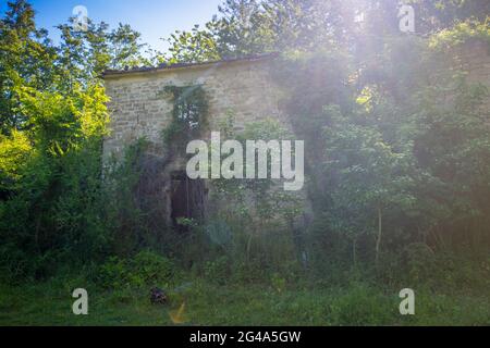 Rovine nel bosco. Podere Montebello, Modigliana, Forlì, Emilia Romagna, Italia, Europa. Foto Stock