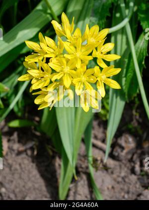 Flowering Allium giallo, noto anche come Allium moly, aglio giallo, aglio d'oro e Leek giglio Foto Stock