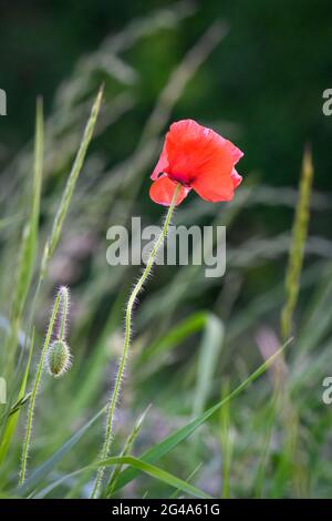 Un singolo campo rosso Poppy, (Papaver roeas), in un prato Foto Stock