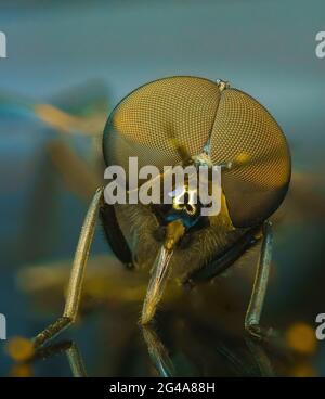 Il rapinatore di mosca comune e il soilder volano macro estrema Foto Stock