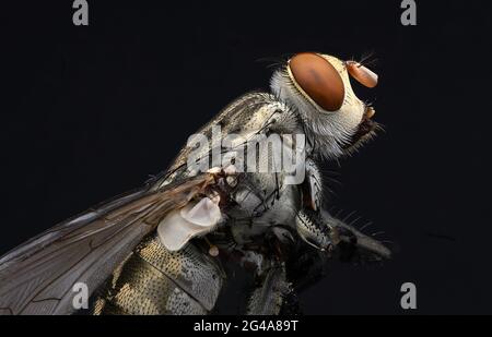Il rapinatore di mosca comune e il soilder volano macro estrema Foto Stock
