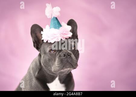 Ritratto del cane Bulldog francese nero che indossa cappello da festa su sfondo rosa Foto Stock