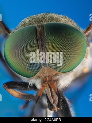 Il rapinatore di mosca comune e il soilder volano macro estrema Foto Stock
