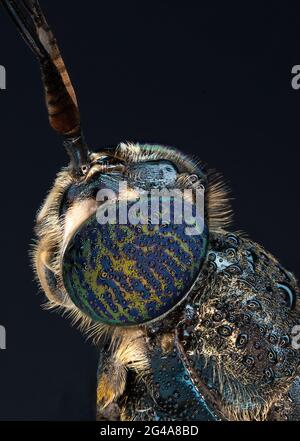 Il rapinatore di mosca comune e il soilder volano macro estrema Foto Stock