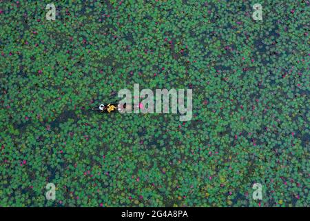 Giro in barca attraverso il laghetto dei fiori di lilly Foto Stock