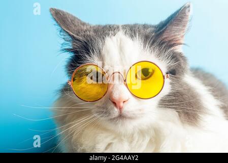 Gatto divertente in occhiali da sole. Cat con occhiali su uno sfondo azzurro chiaro e soleggiato. Animali domestici divertenti, festa, vacanza, viaggio, concetto estivo. Foto di alta qualità Foto Stock
