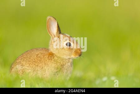 Ritratto di un simpatico coniglio seduto in prato, Regno Unito. Foto Stock