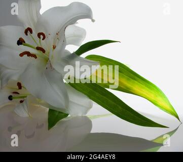 Bel giglio bianco e fogliame con luce che splende attraverso le foglie Foto Stock