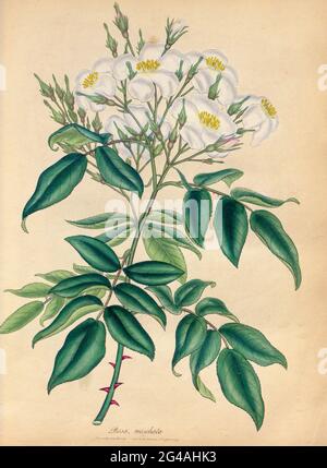 ROSA moschata, Musk Rose del libro Roses, o monografia del genere Rosa : contenente figure colorate di tutte le specie conosciute e delle varietà belle, disegnate, incise, descritte e colorate, From Living Plants. Di Andrews, Henry Charles, pubblicato a Londra : stampato da R. Taylor e Co. ; 1805. Foto Stock