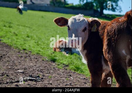 Heerefordshire testa di bestiame fissando a macchina fotografica Foto Stock