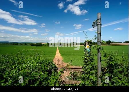 Herefordshire / UK - 6 giugno 2021: Cartello pubblico che indica la pista o il percorso attraverso il campo agricolo arabile in estate sotto il cielo blu con piccolo puff Foto Stock