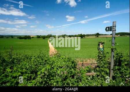 Herefordshire / UK - 6 giugno 2021: Cartello pubblico che indica la pista o il percorso attraverso il campo agricolo arabile in estate sotto il cielo blu con piccolo puff Foto Stock