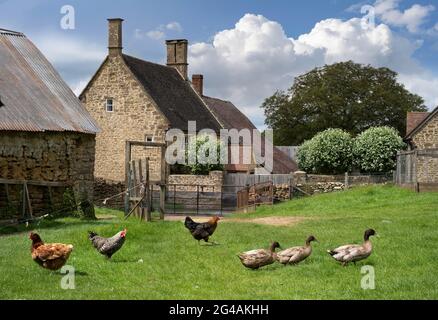 Polli e anatre in un terreno agricolo del Cotswold, Gloucestershire, Inghilterra. Foto Stock