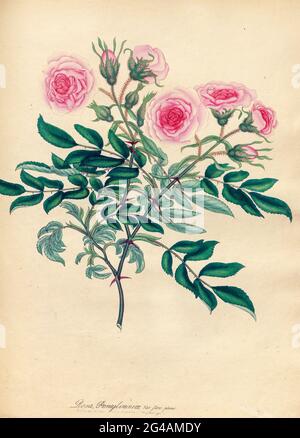 ROSA Peimsylvanica ; Var. flore pleno, Pennsylvanian Rose; varietà a doppia fioritura del libro Roses, o monografia del genere Rosa : contenente figure colorate di tutte le specie conosciute e delle varietà belle, disegnate, incise, descritte e colorate, From Living Plants. Di Andrews, Henry Charles, pubblicato a Londra : stampato da R. Taylor e Co. ; 1805. Foto Stock