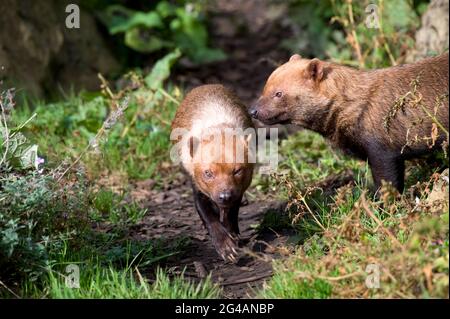 Un paio di Bush Dogs Forage per il cibo Foto Stock