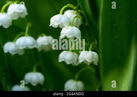 Giglio fiorito della valle fiorito con gocce di pioggia macro Foto Stock