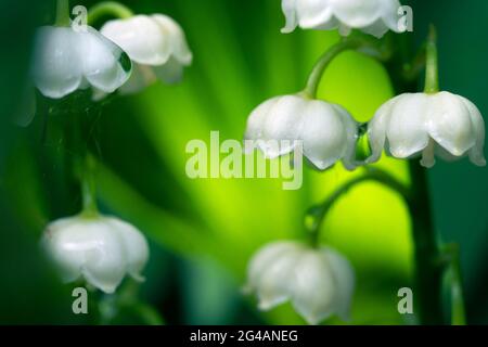 Giglio fiorito della valle fiorito con gocce di pioggia macro Foto Stock