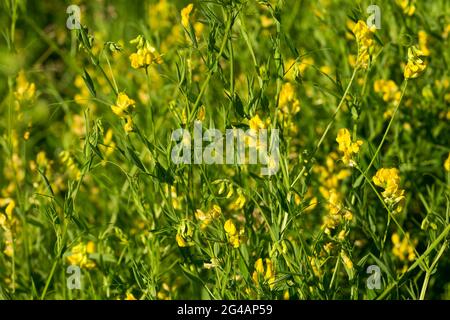 Lathyrus pratensis, fiori di pisello di prato giallo sul fuoco selettivo closeup di giorno di sole Foto Stock