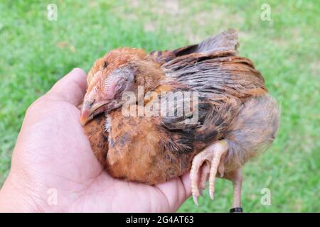 Mano che tiene un pollo cieco malato infettato con infezione coryza infettiva su occhi gonfianti. Foto Stock