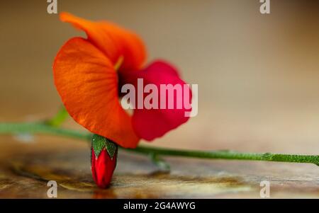 Fiore Macro di un piccolo ma brillante arancione rosso cordato cordato o cuore foglia fiamma Pea e germoglio su un tavolo di legno, Australia fiori nativi Foto Stock