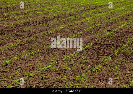 Campo con giovani piantine di mais in una giornata di sole Foto Stock